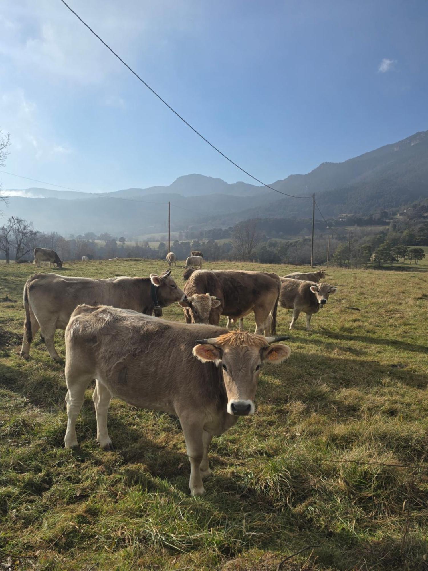 Complex Rural Can Caubet 베르가 외부 사진